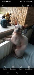 Sphynx kater prachtige blauwe ogen..., Dieren en Toebehoren