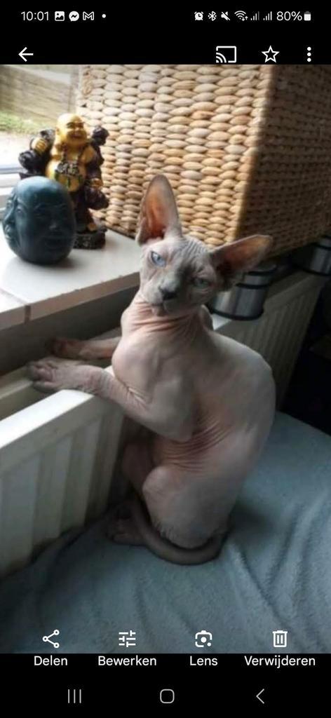 Sphynx kater prachtige blauwe ogen..., Dieren en Toebehoren, Katten en Kittens | Dekkaters