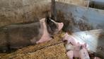 Biggen te koop T lijn x zwitserse york met een tempo beer, Dieren en Toebehoren, Schapen, Geiten en Varkens, Meerdere dieren, Varken