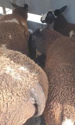 Dekram ooi Fokschapen Bonte wit zwart, Dieren en Toebehoren, Meerdere dieren, Schaap