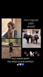 Choco toypoedel pups verwacht uit geteste ouders!, Dieren en Toebehoren, Poedel, CDV (hondenziekte), 8 tot 15 weken, Meerdere