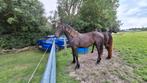 Jaarling friese ruin, Dieren en Toebehoren, Paarden, Ruin, Niet van toepassing, Minder dan 160 cm, 0 tot 2 jaar