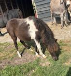 Mooi merrie veulen, Dieren en Toebehoren, Pony's, Merrie, Gechipt, 0 tot 2 jaar