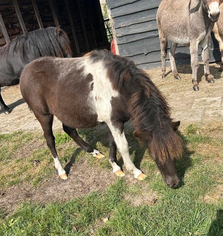 Mooi merrie veulen, Dieren en Toebehoren, Pony's, Merrie, 0 tot 2 jaar, Gechipt, Ontwormd
