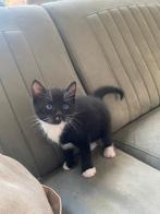 Zwart wit katertje., Dieren en Toebehoren, Katten en Kittens | Raskatten | Korthaar, Kater