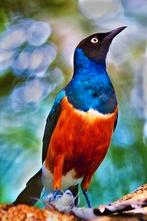 Driekleur glansspreeuw, Dieren en Toebehoren, Meerdere dieren, Tropenvogel, Geringd