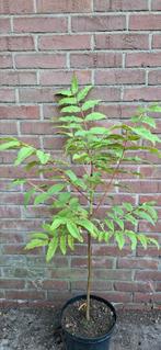 Toona sinensis, uiensoepboom, Ophalen, Volle zon, Overige soorten