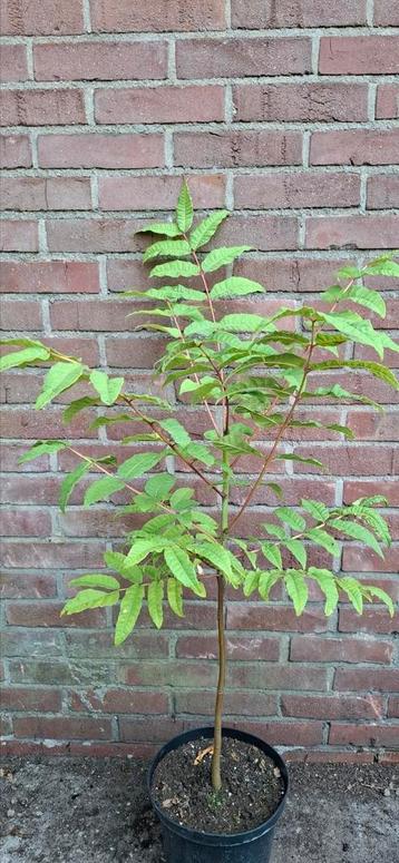 Toona sinensis, uiensoepboom beschikbaar voor biedingen