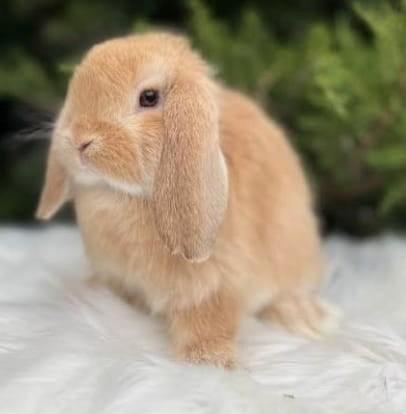 RASZUIVER HANDTAM ZINDELIJK KNUFFEL HANGOOR DWERGKONIJNTJES, Dieren en Toebehoren, Konijnen, Dwerg, Meerdere dieren, 0 tot 2 jaar