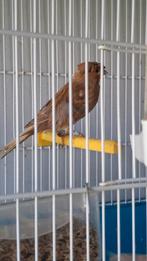 Kanarie, Dieren en Toebehoren, Vogels | Kanaries, Meerdere dieren, Zangkanarie
