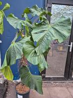 Anthurium Balaoanum XXL, alleen afhalen.