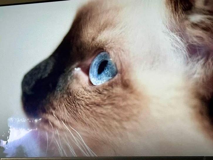 Super lieve sosiale kittens, Dieren en Toebehoren, Katten en Kittens | Overige Katten, Meerdere dieren