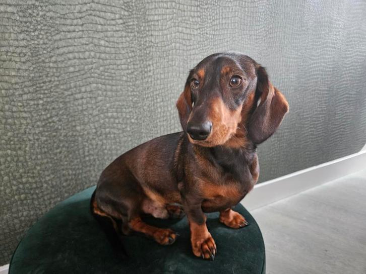 Lief teckel mannetje, Dieren en Toebehoren, Honden | Teckels en Dashonden, Reu, Korthaar, Standaard, Particulier, Eén hond, Nederland