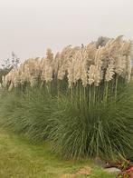 Pampas pluimen fluffy grote soort grote voorraad, Huis en Inrichting, Ophalen of Verzenden, Nieuw