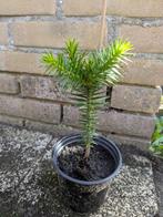 Apenbomen / Araucaria Araucana / Slangenden / Apenverdriet, Bloeit niet, Halfschaduw, Minder dan 100 cm, Overige soorten