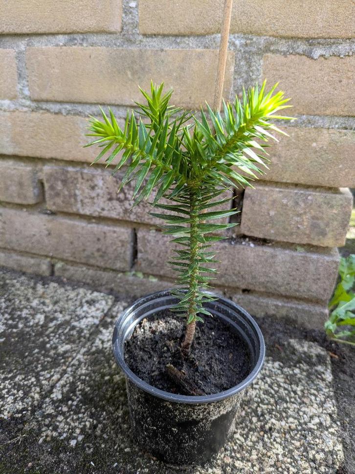 Apenbomen / Araucaria Araucana / Slangenden / Apenverdriet, Tuin en Terras, Planten | Bomen, Overige soorten, Minder dan 100 cm