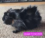 Jong cavia zeugje, Dieren en Toebehoren, Knaagdieren, Cavia, Na 1 juli 2024