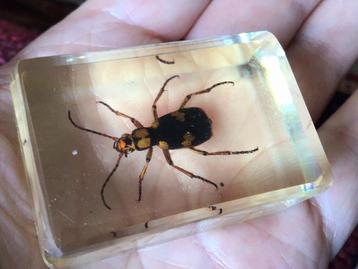 Opgezet insect in Plexiglas beschikbaar voor biedingen