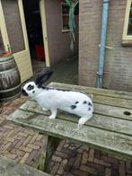 Groot lotharinger zwart, Dieren en Toebehoren, Vrouwelijk, Groot, 0 tot 2 jaar