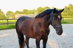 Super lieve 4 jarige zwarte grote D/ kleine E pony, Dieren en Toebehoren, Pony's, Ruin, 3 tot 6 jaar, Recreatiepony, Gechipt