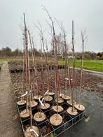 Betula utilis 'Doorenbos' - 5L Pot, Ophalen, Overige soorten, Volle zon, In pot