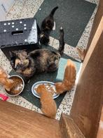 kitten te koop, ontvlooit en ontwormd, mogen gelijk weg, Meerdere dieren, Kortharig, 0 tot 2 jaar