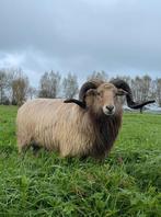 2 drents heide schaap lammeren, Dieren en Toebehoren, Mannelijk, Schaap, 0 tot 2 jaar