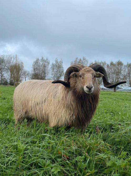2 drents heide schaap lammeren, Dieren en Toebehoren, Schapen, Geiten en Varkens, Schaap, Mannelijk, 0 tot 2 jaar