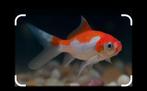 Goudvis, Dieren en Toebehoren, Vissen | Aquariumvissen, Vis