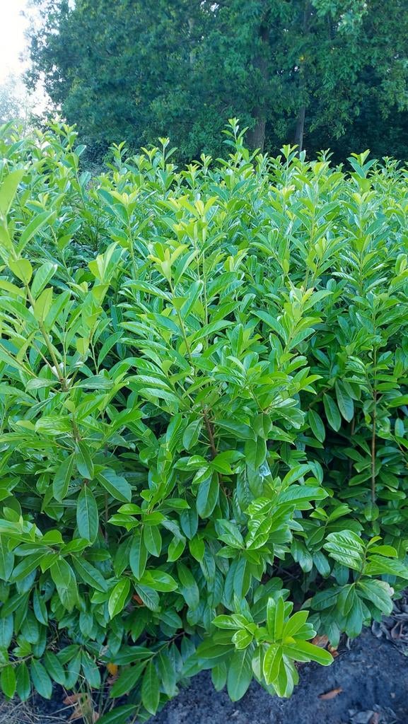 Laurier Novita - 150-200cm, Tuin en Terras, Ophalen, Laurier, Haag, 100 tot 250 cm