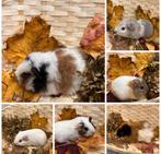 Jonge cavia beertjes, ook geschikt voor koppeling ( fokker), Dieren en Toebehoren, Knaagdieren, Cavia, Mannelijk, November, Tam