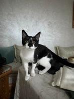 Kitten, Huizen en Kamers, Den Haag