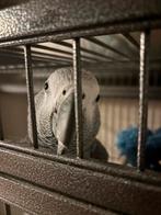 Grijze roodstaart, Dieren en Toebehoren, Vogels | Parkieten en Papegaaien, Geslacht onbekend, Papegaai, Pratend