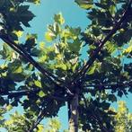 Dakplataan, dakplatanen,  dakboom, vierkant of ster., Bloeit niet, 100 tot 250 cm, Dakboom, Ophalen