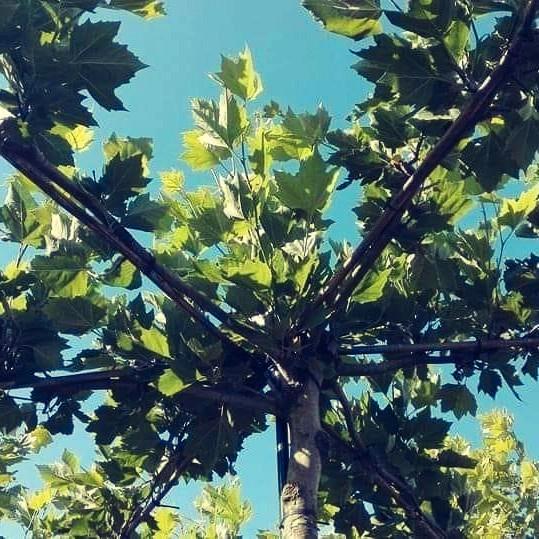 Dakplataan, dakplatanen,  dakboom, vierkant of ster., Tuin en Terras, Planten | Bomen, Dakboom, 100 tot 250 cm, Volle zon, Bloeit niet