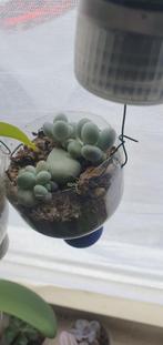 pachyphytum oviferum, mooi hè`?!! vetplant dus weinig water, Huis en Inrichting, Kamerplanten, Ophalen, Overige soorten, Minder dan 100 cm