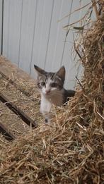 Twee lieve dames op zoek naar een thuis, Dieren en Toebehoren, Katten en Kittens | Overige Katten, Poes, 0 tot 2 jaar