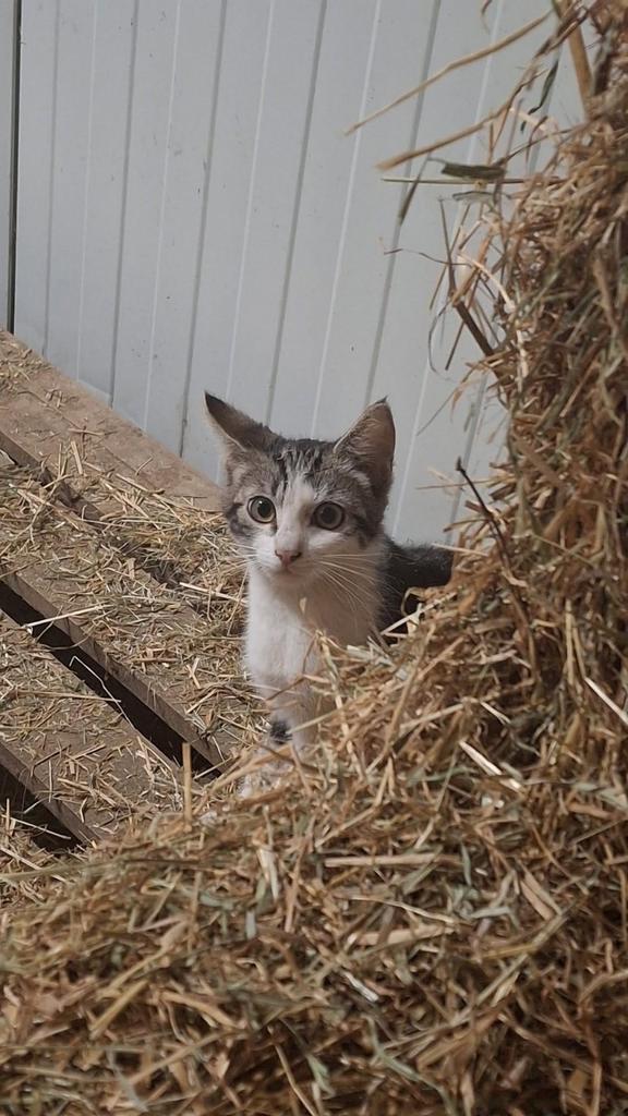 Twee lieve dames op zoek naar een thuis, Dieren en Toebehoren, Katten en Kittens | Overige Katten, Poes, 0 tot 2 jaar