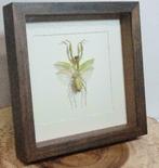 Bidsprinkhaan in luxe lijst - Insect in lijst, Verzamelen, Dierenverzamelingen, Ophalen of Verzenden, Nieuw, Insect, Opgezet dier