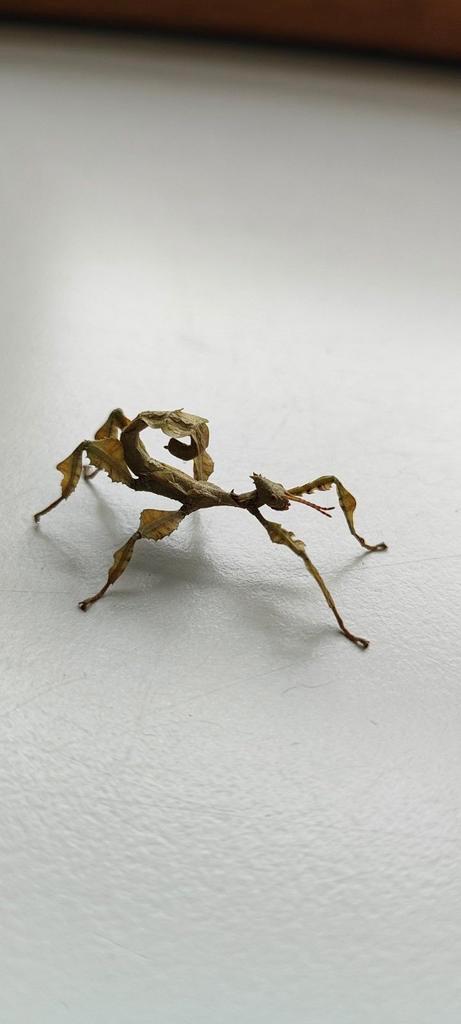 Australische Flappentakken man/vrouw/nimf, Dieren en Toebehoren, Insecten en Spinnen, Overige soorten