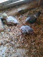 Baby dwergpapagaaien, Dieren en Toebehoren, Meerdere dieren, Papegaai