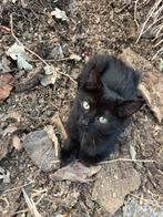 Lieve aanhankelijke kittens zoeken een warm mandje, Meerdere dieren