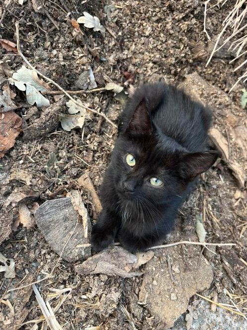 Lieve aanhankelijke kittens zoeken een warm mandje, Dieren en Toebehoren, Katten en Kittens | Overige Katten, Meerdere dieren