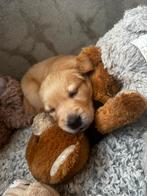 Particuliere golden retriever pups, Dieren en Toebehoren, Golden retriever, België, Particulier, Meerdere