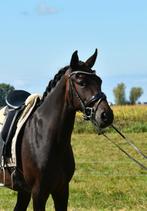 Gave New Forest D pony merrie, Dieren en Toebehoren, Merrie, Gechipt, Dressuurpony, 3 tot 6 jaar