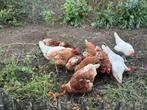 Kippen, Dieren en Toebehoren, Pluimvee, Vrouwelijk, Kip