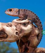 Gezocht Tribolonotus Gracilis, Dieren en Toebehoren, Reptielen en Amfibieën, Schildpad, 0 tot 2 jaar