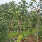 Pindakaasboom - Prachtige aanwinst voor uw tuin!, Tuin en Terras, Planten | Bomen, Ophalen, Volle zon, Overige soorten