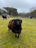 Ouessant ram, Mannelijk, Schaap, 0 tot 2 jaar