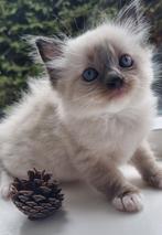 Ragdoll kittens stamboom - erkende cattery/geteste ouders, Dieren en Toebehoren, Katten en Kittens | Raskatten | Langhaar, Meerdere dieren